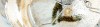 Signature thumbnail