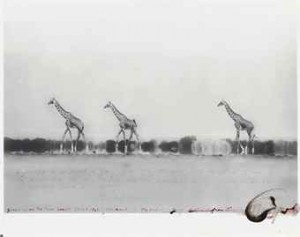 Giraffes On The Tarn Desert For The End Of The Game, Kenya by Peter Hill BEARD