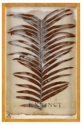 Blecknum Brasiliense, 1993 by Michelle STUART