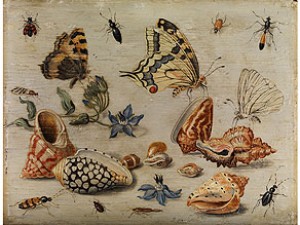 Muscheln, Schmetterlinge, Blumen Und Insekten Auf Weissem Grund by Jan Van KESSEL