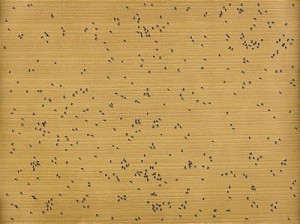 Insects: Black Ants by Edward Joseph ‘Ed’ RUSCHA