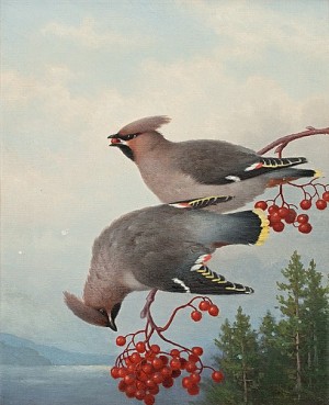 Waxwings by Ferdinand Von WRIGHT