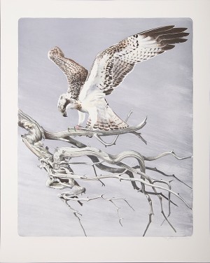 Rovfågel by Dag PETERSON - auction artwork with signature
