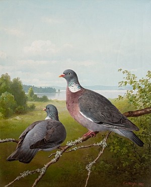 Pigeons by Ferdinand Von WRIGHT