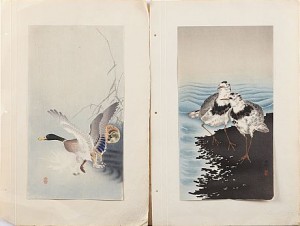 2 St: Sjöfåglar På Strandkant, Lyftande And by Ohara KOSON