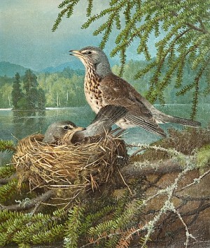 Birds At The Nest by Ferdinand Von WRIGHT
