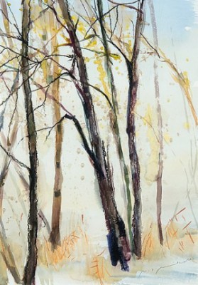Birches by Nandor MIKOLA