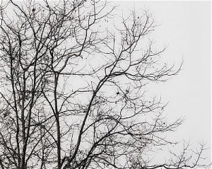 Untitled by Uta BARTH