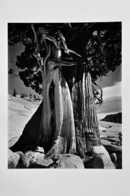 Juniper At Lake Tenaya by Edward WESTON