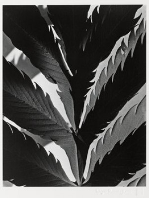 Leaf Pattern by Imogen CUNNINGHAM - auction artwork with signature