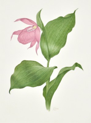 Ladys Slipper Orchid by Azat SAFIN