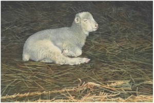 Spring Lamb by Don PATTERSON