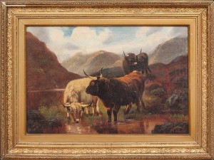 Highland Cattle by John Shirley FOX