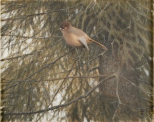 Fågel I Gran by Lennart SAND