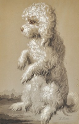Study Of A Dog by Filippo BALBI - auction artwork with signature