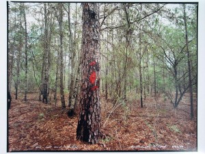 Portfolio Of 12 Photographs, Tallahassee, Amid Generations by Mark KLETT
