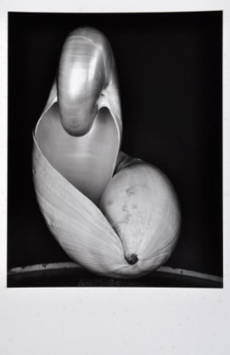 Nautilus Shell by Edward WESTON