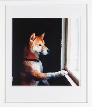 Shiba by Peter De RU