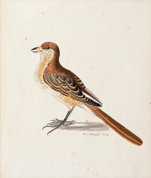 A Bird by Wilhelm Von WRIGHT