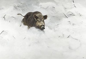 Vildsvin I Vinterlandskap by Lennart SAND