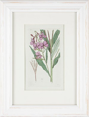(6) Blomstermotiv Ur Svensk Botanik by Johan Wilhelm PALMSTRUCH - auction artwork with signature