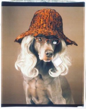 Giclee Print ‘reader’ by William WEGMAN