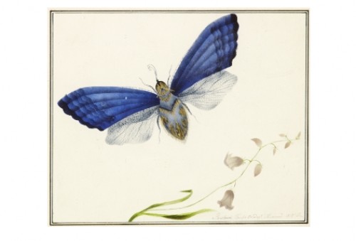 A Butterfly by Feodor Petrovitch TOLSTOY - auction artwork with signature