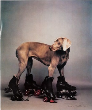 Roller Rover by William WEGMAN