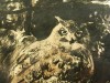 Close-up details showing Bruno LILJEFORS signature forgery characteristics
